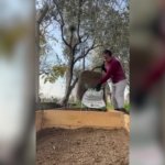 1c038a8d4a5f9429f42cea6da554ebca